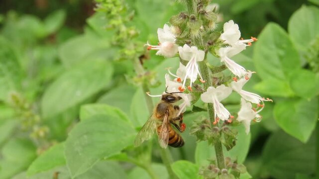 Video of a bee with pollen baskets over basil flowers. Basil flowers and bee. Pollination of flowers. Bee with visible corbicula, or pollen baskets, on legs.