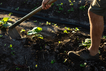 Gardener cultivating soil with a hoe among small green plants and irrigation lines, working on organic farming