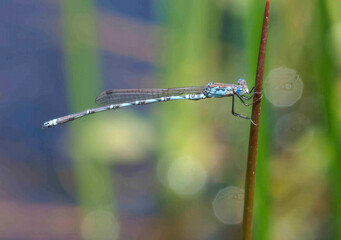 Indolestes peregrinus, a blue-bodied and bronze-headed damselfly from the Lestidae family, commonly found near ponds and wetlands in Korea. Photographed in Korea.