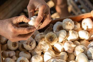 Hands sorting fresh garlic bulbs in a wooden crate, preparing organic farm produce for sale at a local market