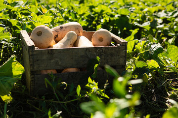 Freshly picked butternut squash sitting in a rustic wooden crate, surrounded by green leaves on an organic farm field