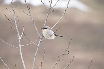 Side view of northern shrike Lanius borealis perched on a branch a few wind driven snow flakes falling