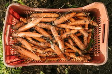 Carrots with dirt and roots packed in a crate, symbolizing organic harvest and sustainable agriculture