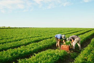 Unrecognizable farm workers manually harvesting fresh carrots in a vast green agricultural field under a clear blue sky