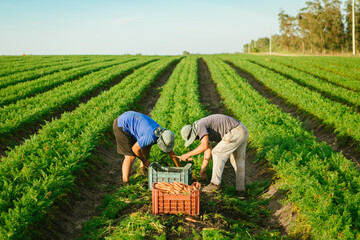 Unrecognizable farmers manually harvesting carrots in a large agricultural field, gathering fresh organic vegetables into crates