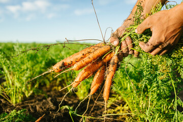 Farmer's hands harvesting fresh organic carrots with dirt and green tops in an agricultural field on a sunny day