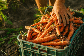 Farmer's hand gathering fresh organic carrots from a field into a crate during harvest season, showing sustainable agriculture