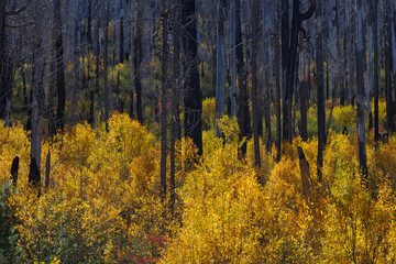 Fall foliage with vivid yellow tones stands amid charred pine tree trunks from a past wildfire, shown near Buck Meadows, Mariposa County, California November 3, 2025.