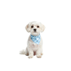 Obraz premium Small White Dog Wearing Blue Bandana Sitting Still Looking Forward Against Black Background Studio Portrait