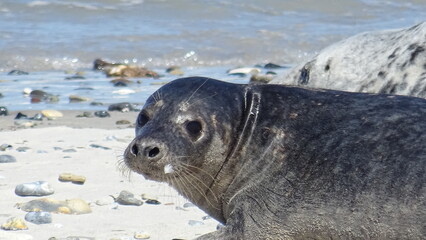 Seehund am Strand Düne Helgoland