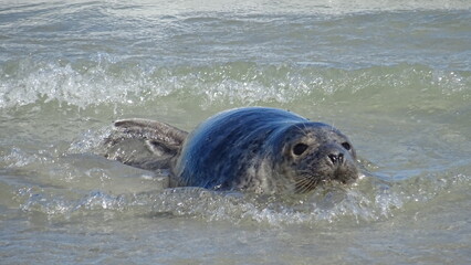 Fototapeta premium Junger Seehund im Wasser