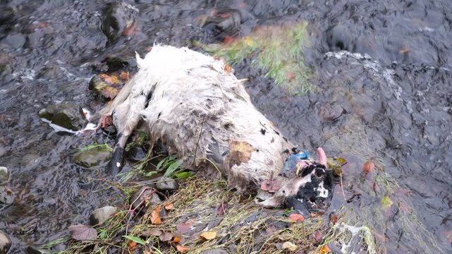 Dead sheep or goat in river after storm, showing the effects of flooding, weather extremes, and climate change on livestock and farming in rural communities.