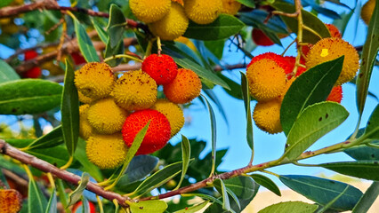 Arbutus unedo fruits flowers leaves in autumn