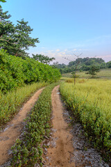 Obraz premium Dirt road is surrounded by wild weeds and trees. Country road in a grass field with a clear blue sky. Sandy path through lush greenery meadow and forest in evening sunset