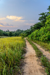 Dirt road is surrounded by wild weeds and trees. Country road in a grass field with a clear blue sky. Sandy path through lush greenery meadow and forest in evening sunset