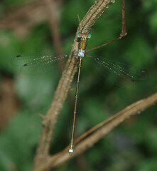 Lestes temporalis, a male damselfly from the Lestidae family known for resting with open wings near ponds and wetlands, active in summer. Photographed in Korea.