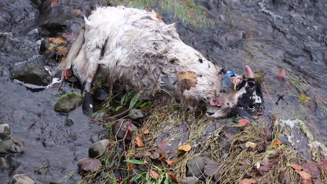 Livestock carcass of a sheep or goat in river water after a storm, depicting the effects of flooding and changing climate on agriculture and livestock safety.