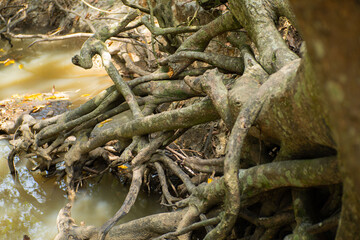 Tree roots on the riverbank. Tree roots to prevent landslides.