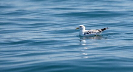 A single seagull floating on blue ocean water. Wild seabird on rippling waves. Nature background with copy space