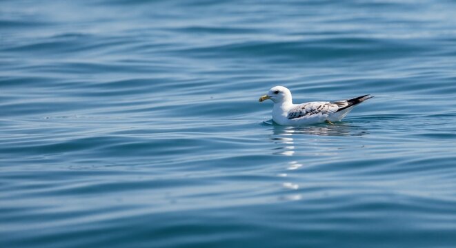 A single seagull floating on blue ocean water. Wild seabird on rippling waves. Nature background with copy space