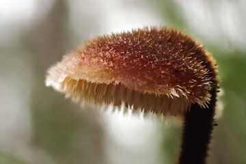 Macro photo of a hairy mushroom cap showing fine textures, delicate spines, and natural patterns in soft forest light, highlighting fungal surface detail