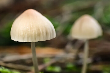 Two delicate white mushrooms growing in the forest, captured in soft light and shallow depth of field, showing fragile beauty and calm natural atmosphere