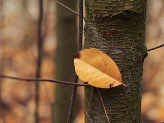 Golden autumn leaf caught on a tree trunk in a quiet forest. Minimal natural composition with warm tones, soft light, and peaceful fall atmosphere