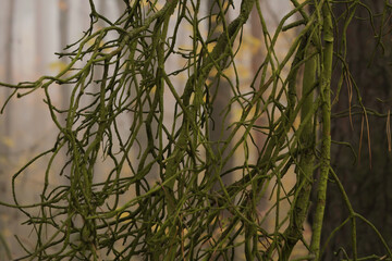 Moss-covered pine branches in a misty autumn forest. Soft light and muted colors create a tranquil, natural composition full of organic shapes and calm atmosphere