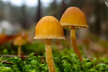 Two small orange mushrooms growing among green moss in a forest. Close-up macro view highlighting natural texture, color contrast, and delicate forest life