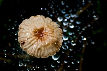 Tiny mushroom surrounded by dew drops on a dark forest floor. Macro photo capturing delicate texture, reflections, and natural patterns in soft light