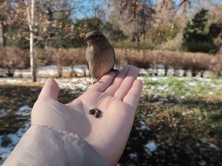The sparrow on the hand