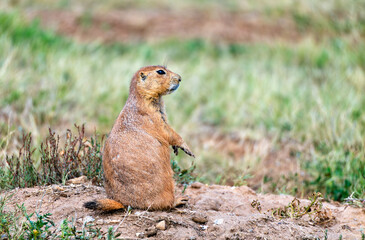Close-up of a Black-tailed Prairie Dog standing alert on its mound. The cute rodent is at the Prairie Dog Town at Devils Tower National Monument, Wyoming