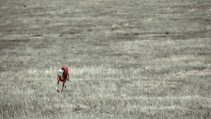 Lure coursing dog running in red vest during race. Concept of action, determination, and speed for sports coverage, canine training, and athletic outdoor visuals.