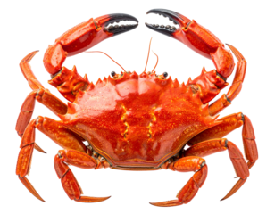 Bright red crustacean with claws raised against a dark background