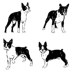 Boston terrier, dog, vector sketch
