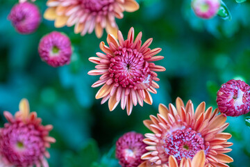 pink chrysanthemum flowers