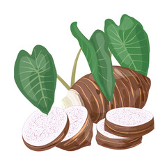 Taro Root. Tropical Vegetable.