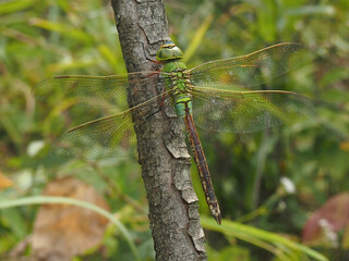 Anax parthenope, a large dragonfly species from the Aeshnidae family, found near ponds and streams across Korea and Europe. Photographed in Korea.