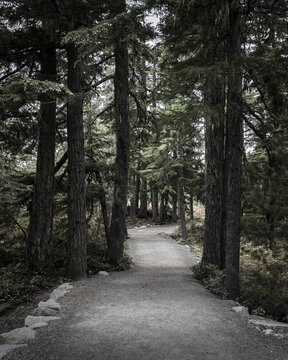 View of a tranquil path winding through towering trees, their dark trunks contrasting with the soft light filtering through the canopy, Squamish, British Columbia, Canada.