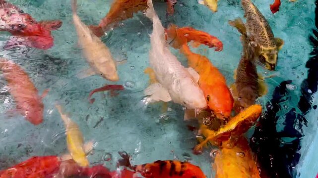 Vibrant Koi Fish Swimming in Icy Water, A Symbol of Prosperity and Good Fortune, A close-up vertical shot of a large group of colorful Koi fish (Cyprinus rubrofuscus) clustered together in a tank, par