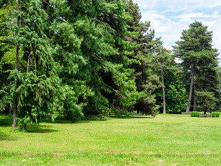 green meadow in park in summer