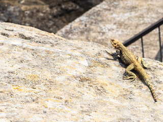 lizard on sandstone flooring Uplistsikhe Cave Town