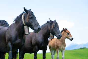 Obraz premium Horses in the Sejos mountain passes in the Sierra del Cordel mountain range, between the Campoo and Saja-Nansa regions. Saja-Besaya Natural Park. Cantabria. Spain. Europe