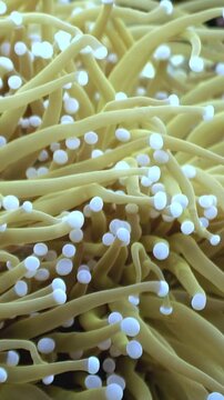 Close-up details of the golden color Euphyllia ancora tentacles with white bulb tips. The elegance and fluidity of the reef life create a natural, tranquil underwater dream.