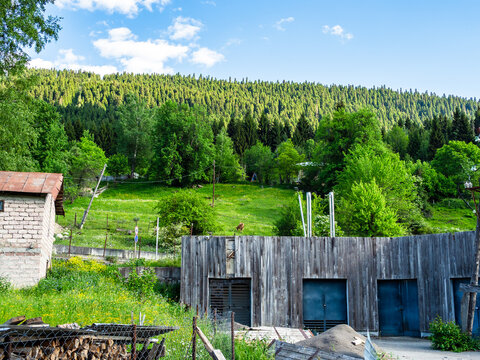 green forest on mountain slope in Mestia, Georgia