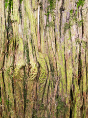 trunk of cunninghamia in Batumi Botanical Garden