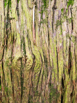 trunk of cunninghamia in Batumi Botanical Garden