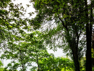 branches of green trees in Batumi Botanical Garden