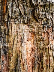 Obraz premium cinnamomum tree trunk in Batumi Botanical Garden