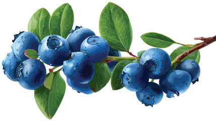 Vibrant Fresh Blueberry Branch with Luscious Blue Berries | Stock Photo